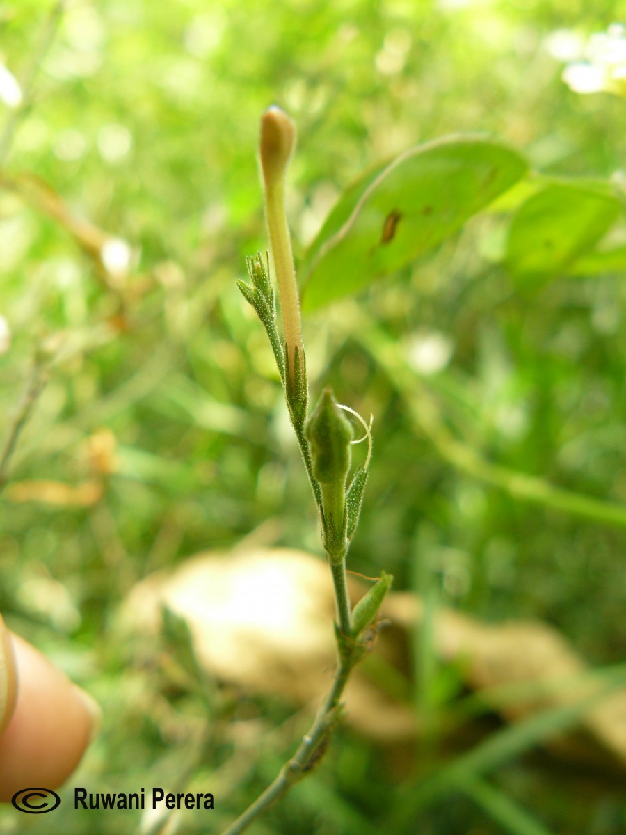 Rhinacanthus flavovirens Amaras. & Wijes.